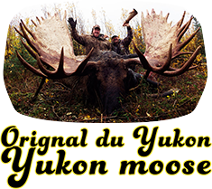 Orignal du Yukon Yukon moose